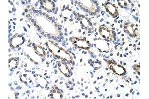 KHDRBS3 antibody was used for immunohistochemistry at a concentration of 4-8 ug/ml to stain Epithelial cells of renal tubule (arrows) in Human Kidney. (KHDRBS3 抗体  (C-Term))