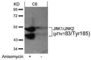 Image no. 2 for anti-Mitogen-Activated Protein Kinase 8 (MAPK8) (pThr183), (pTyr185) antibody (ABIN401563)