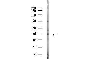 anti-Endophilin-A1 (SH3G2) (Internal Region) antibody