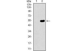 Western Blotting (WB) image for anti-Chromobox Homolog 8 (CBX8) (AA 17-222) antibody (ABIN1724766)