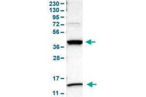 Western Blot analysis of human cell line RT-4. (SERPINB5 抗体  (AA 1-95))