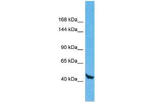Host: Rabbit Target Name: WDR59 Sample Type: 293T Whole Cell lysates Antibody Dilution: 1. (WDR59 抗体  (N-Term))