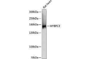 Western blot analysis of extracts of rat heart, using MYBPC3 antibody (ABIN6129601, ABIN6144221, ABIN6144222 and ABIN6215951) at 1:3000 dilution. (MYBPC3 抗体  (AA 200-400))