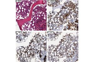 Immunohistochemistry of Rabbit anti-AHSP antibody. (aHSP 抗体)