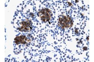 ZNF21 antibody was used for immunohistochemistry at a concentration of 4-8 ug/ml to stain Epithelial cells of pancreatic acinus (lndicated with Arrows) in Human Pancreas. (ZNF182 抗体  (Middle Region))