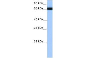 HNRPLL antibody used at 1 ug/ml to detect target protein. (HNRPLL 抗体  (N-Term))