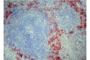 Immunohistochemistry using SIGN-R1 antibody ABIN111861. (CD209b Antigen (CD209B) 抗体)