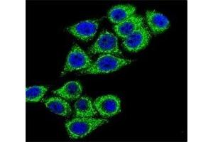 Confocal immunofluorescent analysis of CD38 antibody with HeLa cells followed by Alexa Fluor 488-conjugated goat anti-rabbit lgG (green). (CD38 抗体  (AA 241-270))