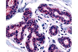 Anti-TRIB3 antibody IHC of human breast. (TRIB3 抗体  (C-Term))