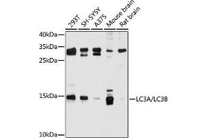 Western blot analysis of extracts of various cell lines, using LC3A/LC3B antibody (ABIN6129923, ABIN6143467, ABIN6143469 and ABIN6221253) at 1:500 dilution. (LC3B 抗体  (AA 1-121))