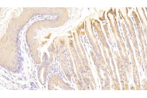 Detection of HRG in Mouse Stomach Tissue using Polyclonal Antibody to Histidine Rich Glycoprotein (HRG) (HRG 抗体  (AA 93-328))