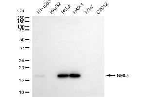 Western blotting analysis using NME4 antibody (ABIN7799613). (NME4 抗体)