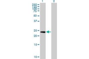 Western Blot analysis of EGFL7 expression in transfected 293T cell line by EGFL7 MaxPab polyclonal antibody. (EGFL7 抗体  (AA 1-273))