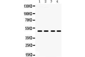 Western Blotting (WB) image for anti-Coagulation Factor II (thrombin) Receptor-Like 1 (F2RL1) (AA 349-383), (C-Term) antibody (ABIN3042381) (F2RL1 抗体  (C-Term))