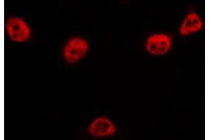 ABIN6266653 staining COS7 by IF/ICC. (NUB1 抗体)