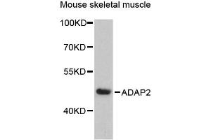 Western blot analysis of extracts of mouse skeletal muscle, using ADAP2 antibody (ABIN6292595) at 1:3000 dilution. (ADAP2 抗体)