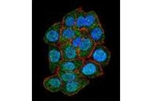 Confocal immunofluorescent analysis of ASXL1 Antibody (Center) Cat. (ASXL1 抗体  (AA 521-549))