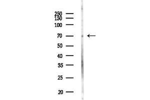 anti-F-Box Protein 33 (FBXO33) antibody