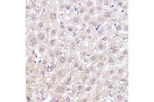 Immunohistochemistry of paraffin-embedded rat liver using MEK1 Rabbit mAb (ABIN7268633) at dilution of 1:100 (40x lens). (MEK1 抗体)