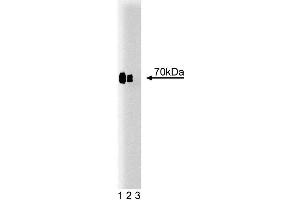 Western blot analysis of Cox-2 on lysate from mouse macrophages treated with IFNgamma and LPS. (PTGS2 抗体  (AA 368-604))