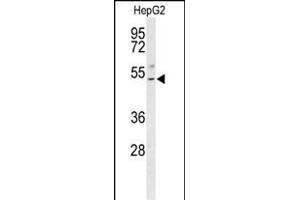 Western blot analysis of BLZF1 Antibody (Center) (ABIN653552 and ABIN2842935) in HepG2 cell line lysates (35 μg/lane). (BLZF1 抗体  (AA 156-184))
