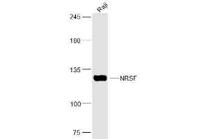 Raji lysates probed with NRSF Polyclonal Antibody, Unconjugated  at 1:300 dilution and 4˚C overnight incubation. (REST 抗体  (AA 401-450))