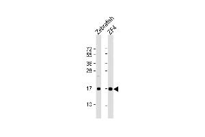 All lanes : Anti-(DANRE) ndufaf3 Antibody (N-term) at 1:8000 dilution Lane 1: Zebrafish lysate Lane 2: ZF4 whole cell lysate Lysates/proteins at 20 μg per lane. (NDUFAF3 抗体  (N-Term))