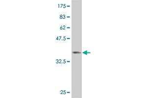 Western Blot detection against Immunogen (36. (SMAD6 抗体  (AA 285-384))