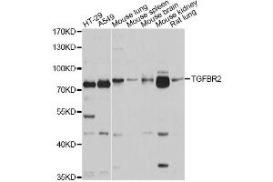 Western blot analysis of extracts of various cell lines, using TGFBR2 antibody (ABIN5970659) at 1/1000 dilution. (TGFBR2 抗体)