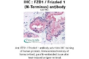 Image no. 1 for anti-Frizzled Family Receptor 1 (Fzd1) (Extracellular Domain), (N-Term) antibody (ABIN1734495) (FZD1 抗体  (Extracellular Domain, N-Term))