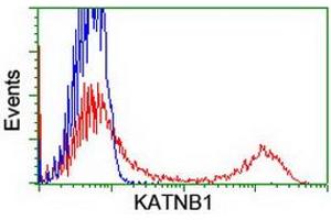 HEK293T cells transfected with either RC201852 overexpress plasmid (Red) or empty vector control plasmid (Blue) were immunostained by anti-KATNB1 antibody (ABIN2455175), and then analyzed by flow cytometry. (KATNB1 抗体)