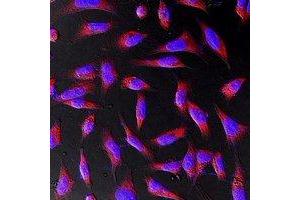 Immunofluorescent analysis of Beta-actin staining in Hela cells. (beta Actin 抗体)