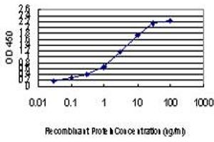 Detection limit for recombinant GST tagged CDK8 is approximately 0. (CDK8 抗体  (AA 375-464))