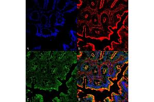 Immunohistochemistry analysis using Rabbit Anti-NHE3 Polyclonal Antibody (ABIN863199). (SLC9A3 抗体)