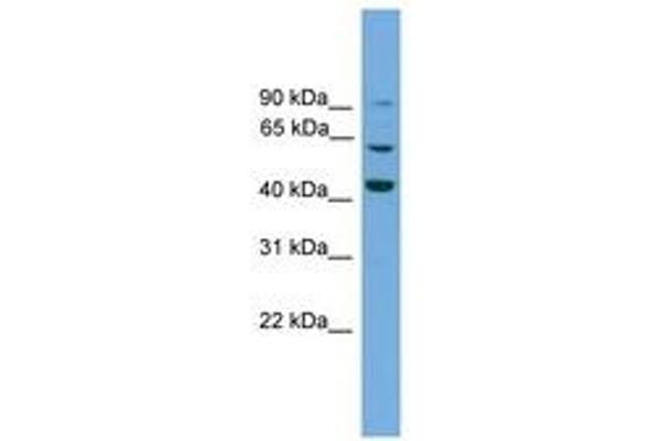 Taxilin gamma (TXLNG) (AA 51-100) 抗体