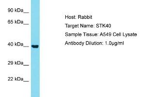 Host: Rabbit Target Name: STK40 Sample Type: A549 Whole Cell lysates Antibody Dilution: 1. (STK40 抗体  (N-Term))