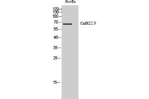 Western Blot analysis of HuvEc cells using CaMKIIβ Polyclonal Antibody.