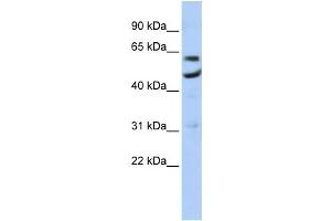 Western Blotting (WB) image for anti-CCR4-NOT Transcription Complex, Subunit 6 (CNOT6) antibody (ABIN2458534) (CNOT6 抗体)