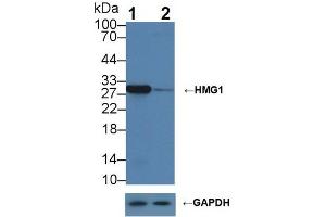 Western blot analysis of (1) Wild-type HepG2 cell lysate, and (2) HMG1 knockout HepG2 cell lysate, using Rabbit Anti-Mouse HMG1 Antibody (1 µg/ml) and HRP-conjugated Goat Anti-Mouse antibody ( (HMGB1 抗体  (AA 1-215))