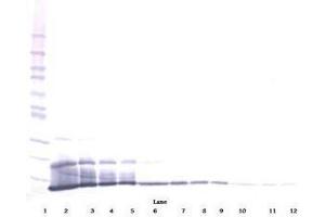 Image no. 1 for anti-Chemokine (C-X-C Motif) Ligand 16 (CXCL16) antibody (ABIN465413) (CXCL16 抗体)