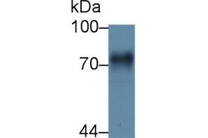 Prothrombin Fragment 1+2 anticorps  (AA 44-323)