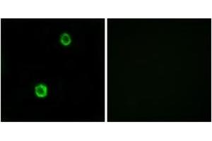 Immunofluorescence analysis of MCF7 cells, using CST1 Antibody. (CST1 抗体  (AA 31-80))