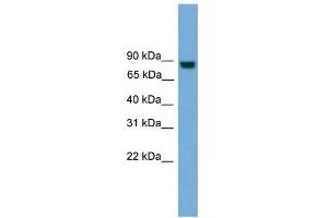 WB Suggested Anti-EXOC8 Antibody Titration: 0.