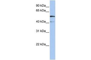 WB Suggested Anti-SLC23A3 Antibody Titration:  0. (SLC23A3 抗体  (N-Term))