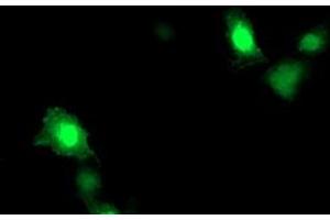 Anti-ARL11 mouse monoclonal antibody (ABIN2455271) immunofluorescent staining of COS7 cells transiently transfected by pCMV6-ENTRY ARL11 (RC203868). (ARL11 抗体)