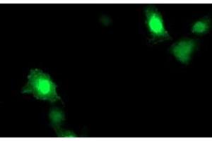 Anti-ARL11 mouse monoclonal antibody (ABIN2455271) immunofluorescent staining of COS7 cells transiently transfected by pCMV6-ENTRY ARL11 (RC203868).