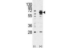 Western blot analysis of Beclin 1 antibody and 293 lysate transiently transfected with the BECN1 gene (2ug/lane). (Beclin 1 抗体  (AA 181-210))