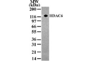 HDAC6 pAb tested by Western blot. (HDAC6 抗体  (AA 1-16))