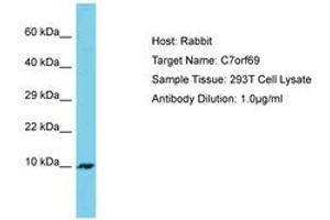 Image no. 1 for anti-Chromosome 7 Open Reading Frame 69 (C7ORF69) (AA 63-112) antibody (ABIN6750687) (C7ORF69 抗体  (AA 63-112))