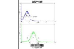 Flow cytometric analysis of MDA-231 cells using CLUAP1 antibody (bottom histogram) compared to a negative control cell (top histogram). (CLUAP1 抗体  (C-Term))